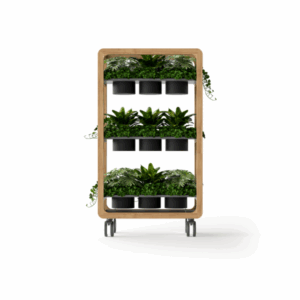 Acacia Professional Mesh Task